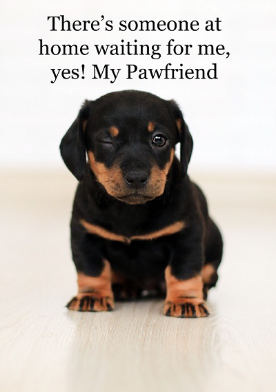 funny instagram captions for dog loveers